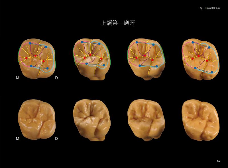 片冈繁夫牙齿形态学 片冈繁夫 天然牙形态的相似性 汤学华 自然牙形态学口腔医学专业书籍 江苏凤凰科学技术出版社 - 图1