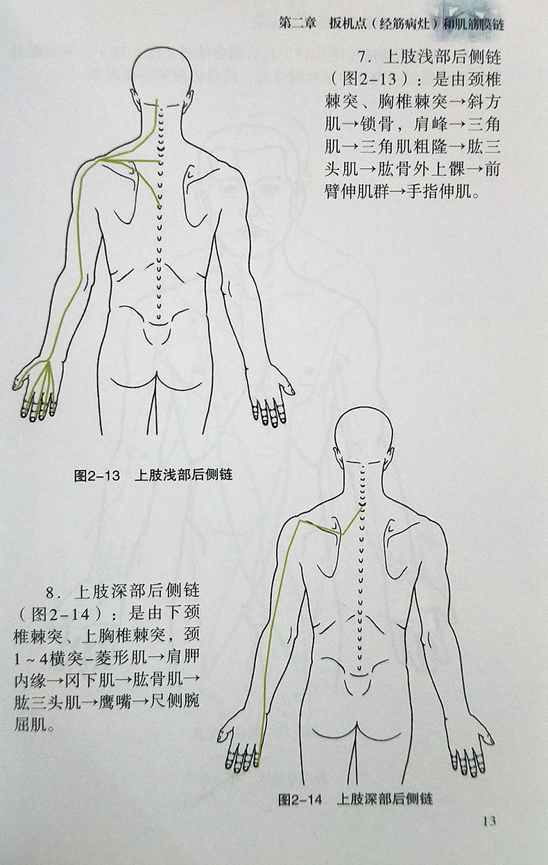 人体经筋病治疗与扳机点图解钟士元 经筋病灶肌筋膜链 肌筋膜经筋疗法 针刺治疗脊柱养生操 脊柱相关消化系统疾病治疗脊柱保健理筋 - 图2