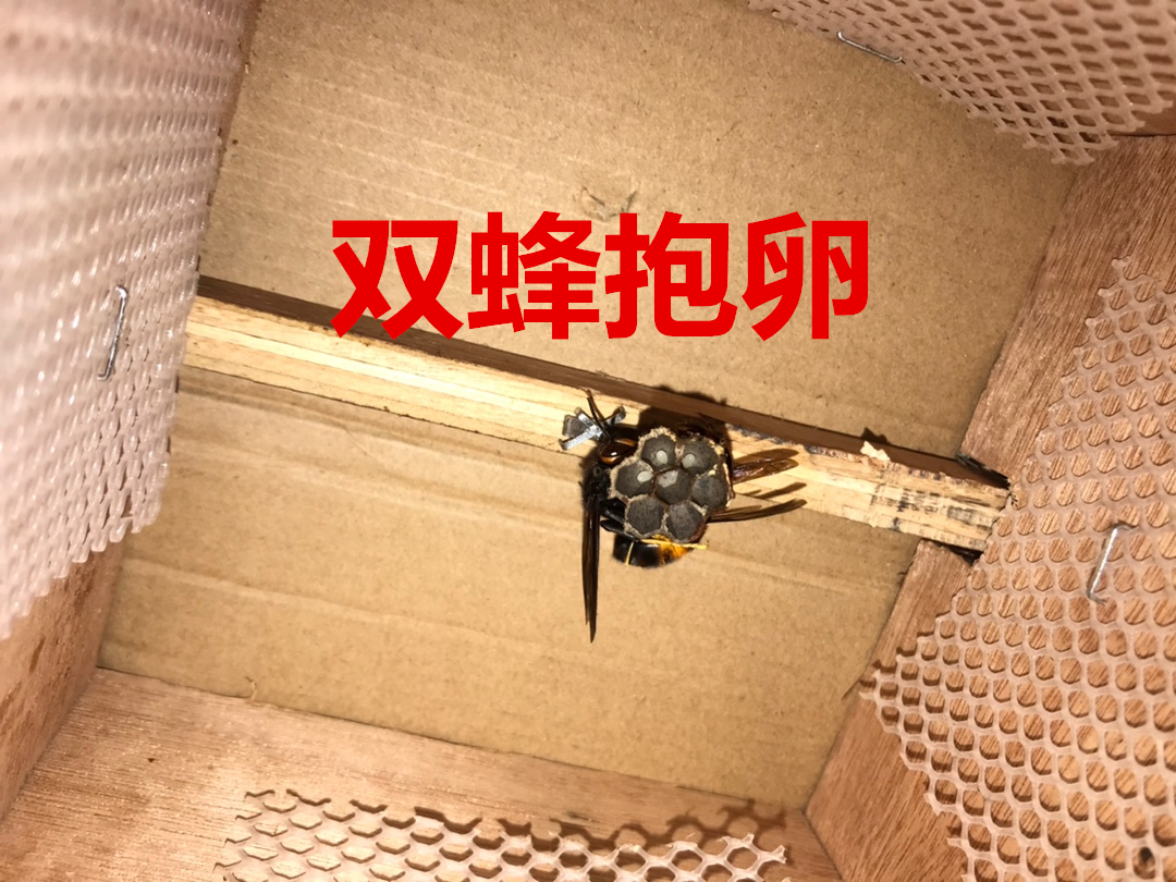 胡蜂3D人工模压蜂巢红娘金环大黑尾虎头蜂王黄脚黑盾葫芦蜂活动区-图2