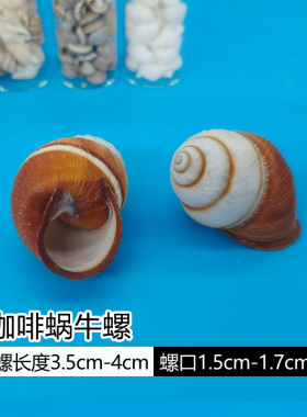寄居蟹替换壳卷贝鱼专用盔甲壳天然海螺鱼缸水族箱造景海螺壳繁殖