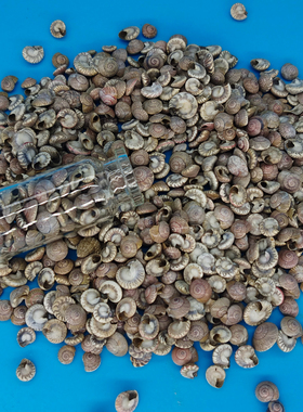 天然小海螺diy手工材料包贝壳画