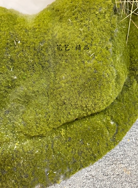仿真多肉植物组合装饰摆件水草菖蒲室内造景绿植套装治愈系