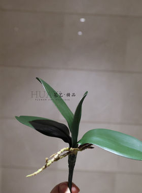 仿真兰花红色千鸟兰惠兰石斛花家居装饰花艺摆件客厅桌面装饰花