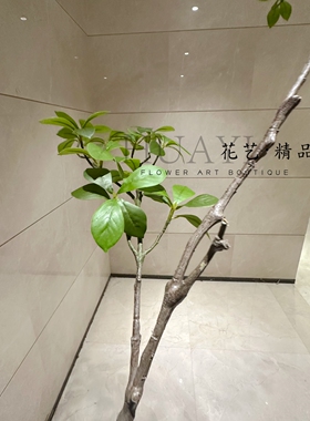 仿真海桐叶福禄桐枝叶马醉木吊钟绿植落地摆件室内装饰树假植物