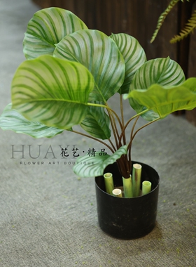 手感保湿苹果竹芋叶仿真植物橱窗造景拍摄背景布置彩叶芋热带大叶