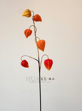 枯枝果枝酸浆果仿真灯笼果插花素材手捧花小众花材配材红果咖色
