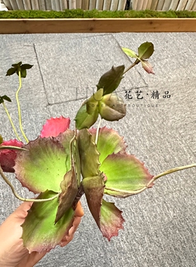 多肉植物红色植株鱼缸装饰爬宠箱插花素材仿真飞燕捕虫草造景摆件