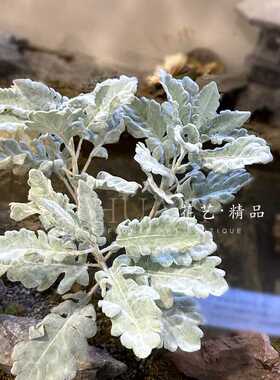 花艺精品仿真羊角叶单只
