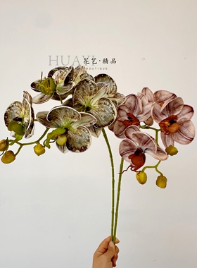 仿真蝴蝶兰单支桌面摆件家居装饰花艺假花年宵花素材氛围布置