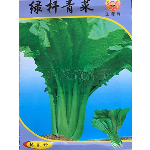 绿杆青菜种子 云南板叶小苦菜种子有苦味小青菜种子春秋蔬菜种子 - 图0