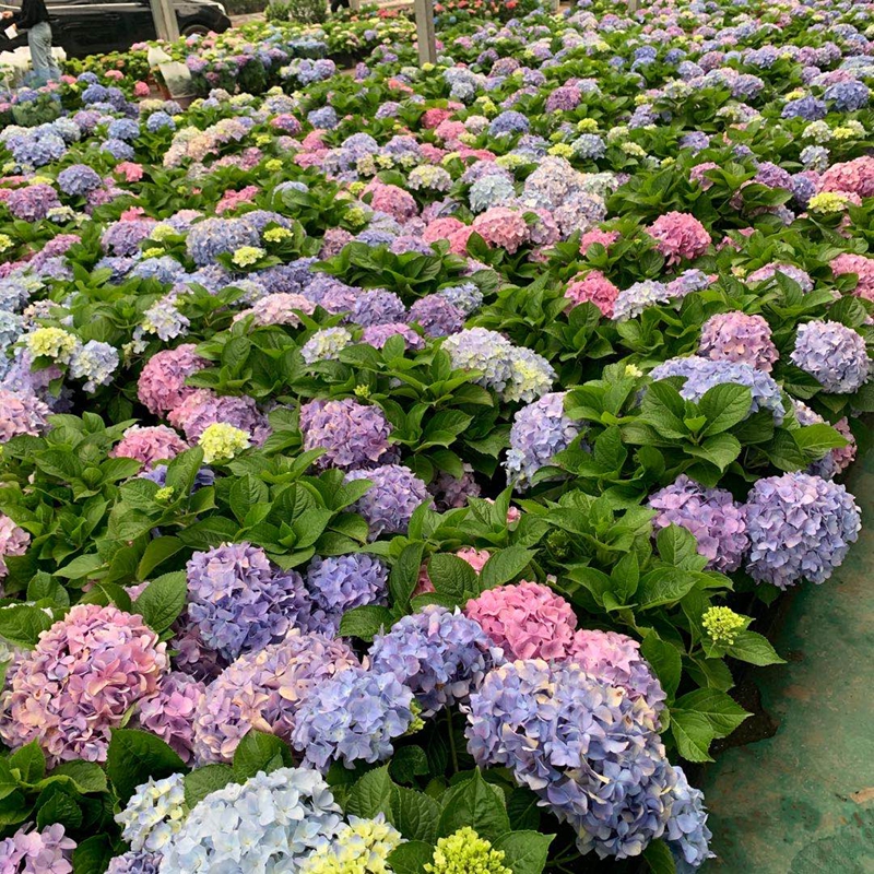 绣球花 开花无尽夏梦幻易多变盆栽绿植阳台庭院花园 农场精选带花 - 图1