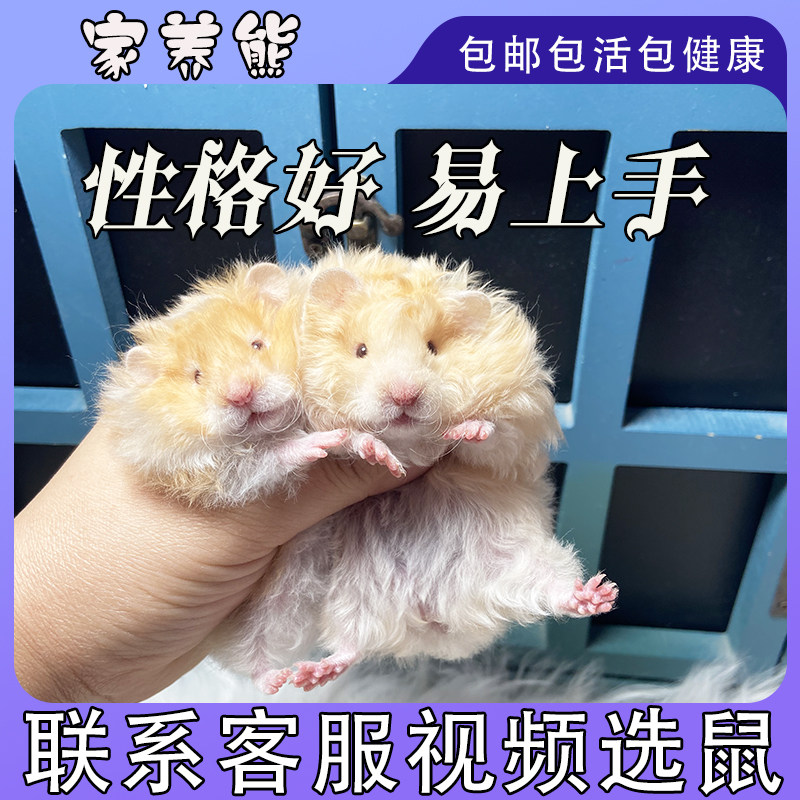 金丝熊活物长毛仓鼠活体纯银巨型疫苗宠物宝宝幼崽波利卷毛金丝鼠 - 图0