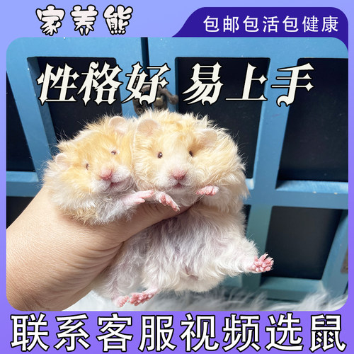 金丝熊活物长毛仓鼠活体纯银巨型疫苗宠物宝宝幼崽波利卷毛金丝鼠 - 图0