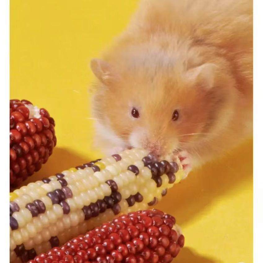 仓鼠磨牙迷你小玉米金丝熊零食龙猫豚鼠兔子营养粮食互动玉米棒,淘宝优惠券,粉丝福利购,淘宝优惠卷