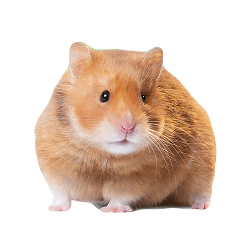 金丝熊活物长毛仓鼠活体纯银巨型疫苗宠物宝宝幼崽波利卷毛金丝鼠 - 图3