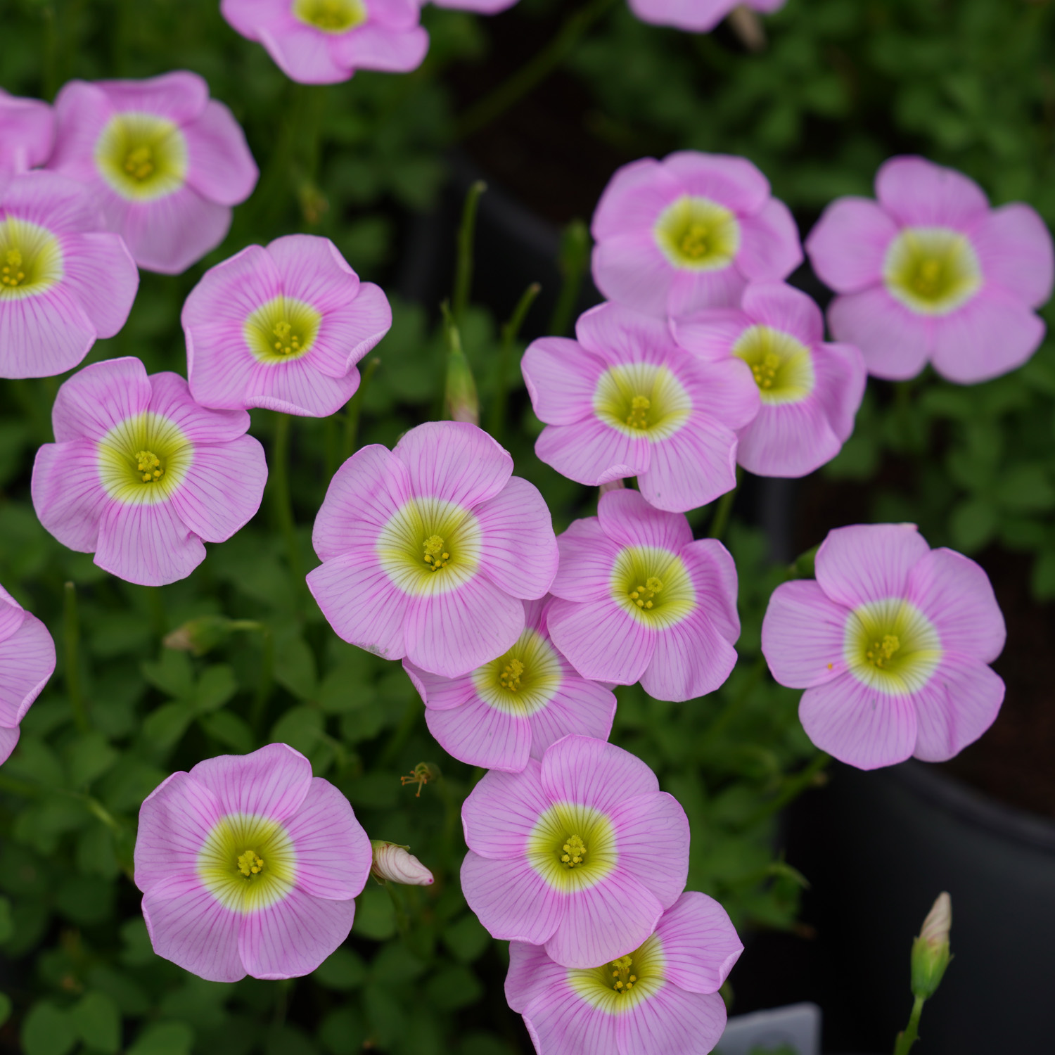 24.6月发货 秋植盆栽晚花酢浆草ob.棉花糖广寒宫红宝石等多品种入 - 图1