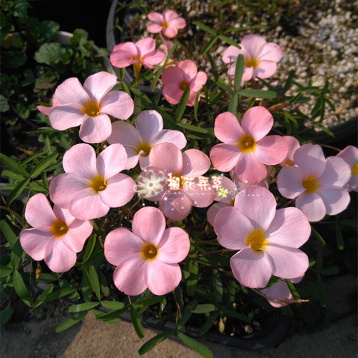 预售6月22年糖霜酢oxalis Icing早花秋植酢浆草多年生植物 搬花弄草 淘优券