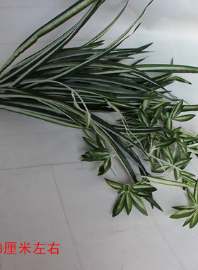 仿真金边吊兰假花藤条绿植物藤类