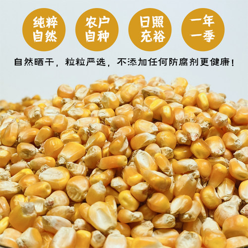 新鲜干玉米粒喂鸡鸭鸟鸽子饲料玉米籽打窝鱼饵酿酒玉米粒10斤包邮 - 图0