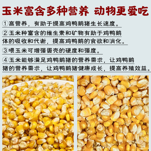 新鲜干玉米粒喂鸡鸭鸟鸽子饲料玉米籽打窝鱼饵酿酒玉米粒10斤包邮 - 图2