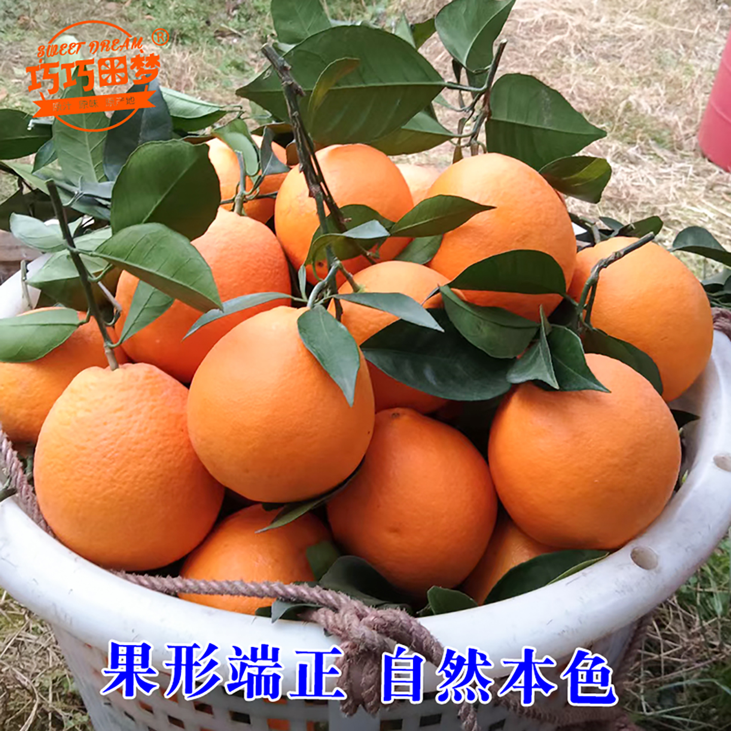 Xinfeng Qiaoqiao Gannan navel oranges are picked and sold with leaves