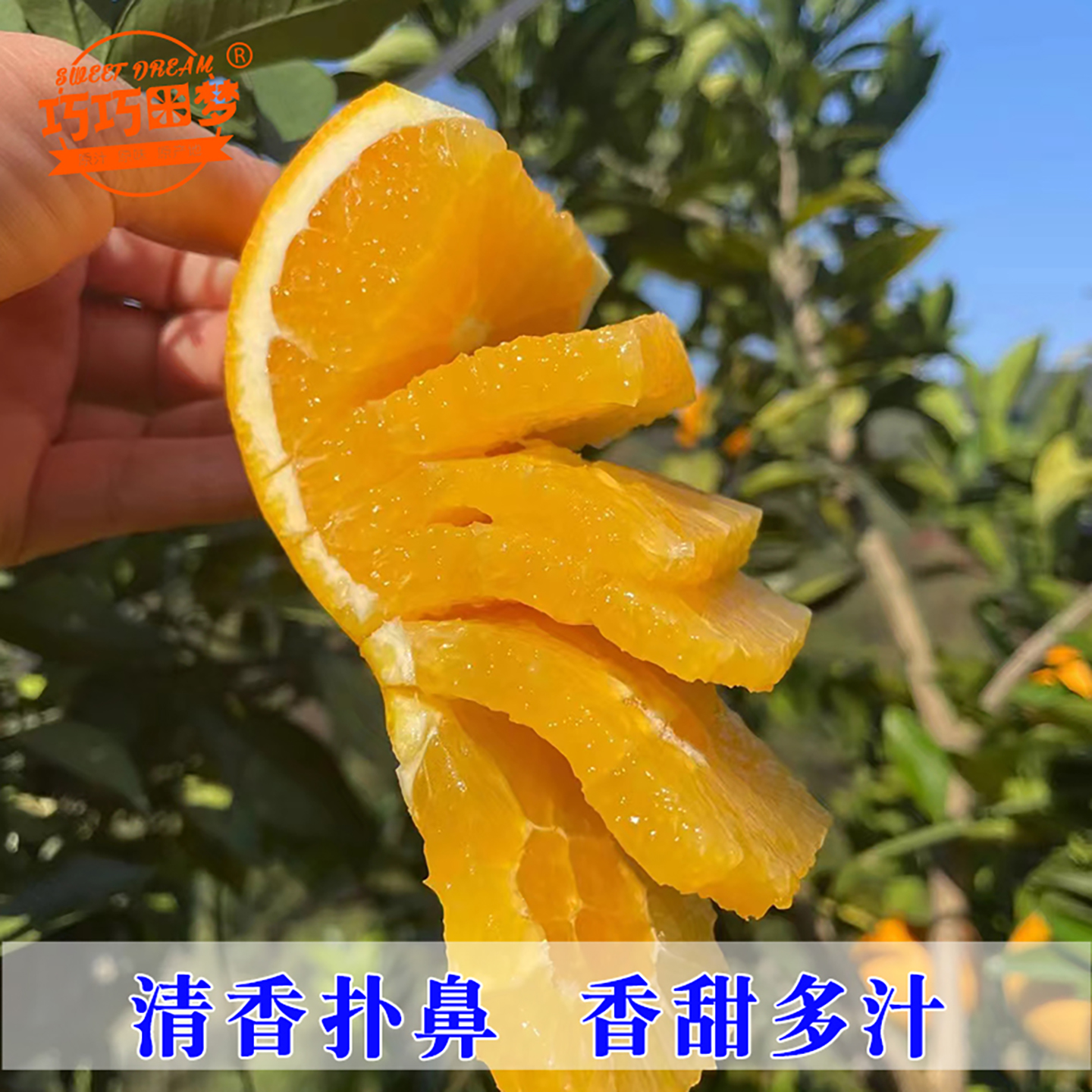 Xinfeng Qiaoqiao Gannan navel oranges are picked and sold with leaves