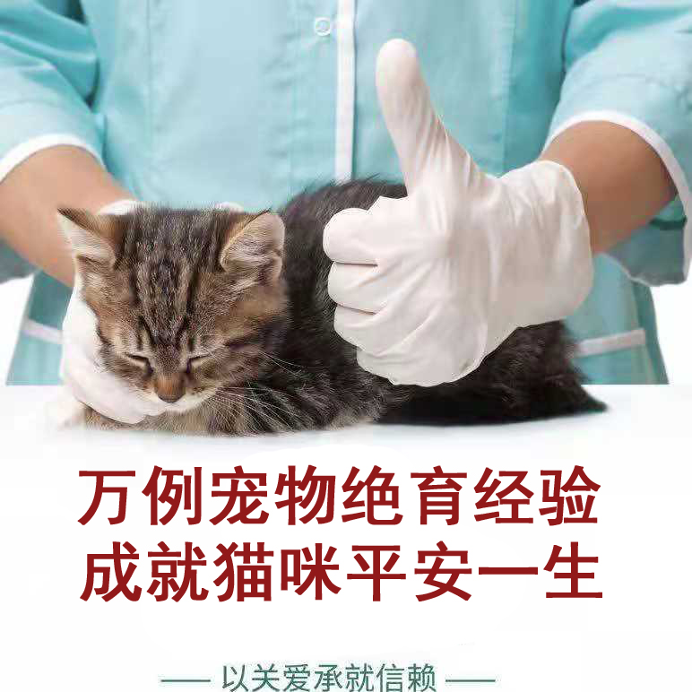 猫绝育上门绝育北京职业医生上门公猫绝育母猫绝育手术无隐形费-图1