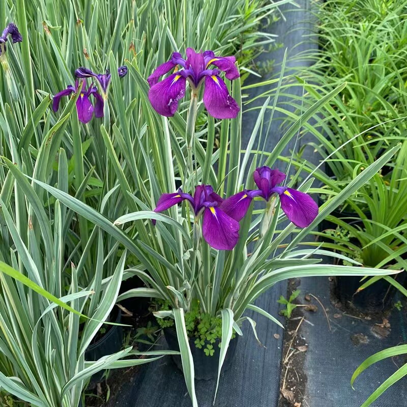 花叶玉蝉花紫花鸢尾山菅兰庭院园林水池边造景多年生花镜花卉 上海天使园艺 淘优券
