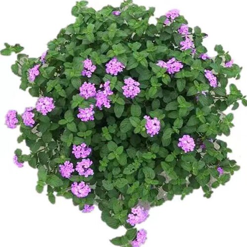 五色梅盆栽 马缨丹 耐热耐晒花期长多年生木本阳台庭院花卉 包邮 - 图3