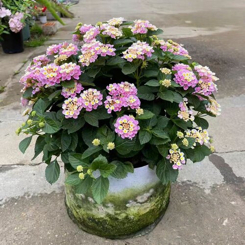 五色梅盆栽 马缨丹 耐热耐晒花期长多年生木本阳台庭院花卉 包邮 - 图2