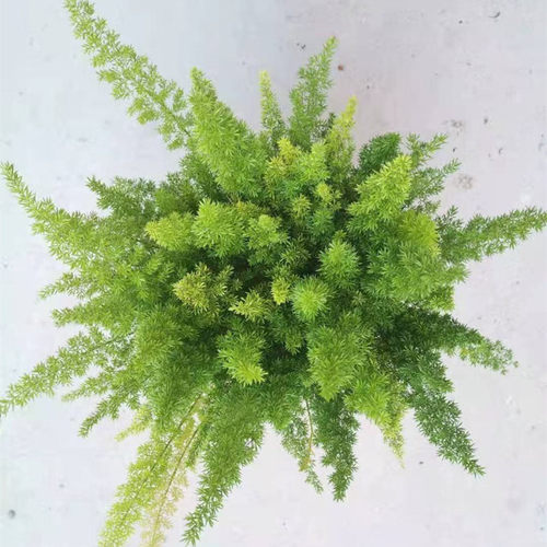 狐尾天门冬多年生耐寒耐热四季常绿室外花园庭院造景盆栽绿植包邮 - 图3