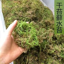 Natural dry brash moss turtle winter sleeping turquoise transport cushion material large ash mosaics dendrobium planting dry brash grafting