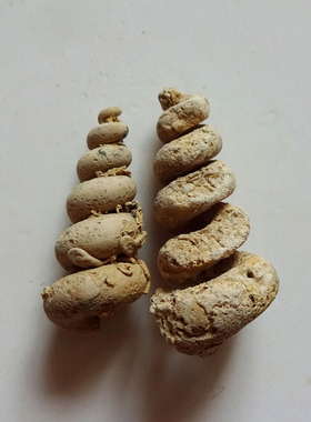 天然海洋生物稀有链房螺化石