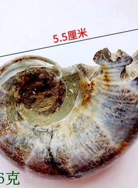 天然奇石扇贝三叶虫稀有羊角标本