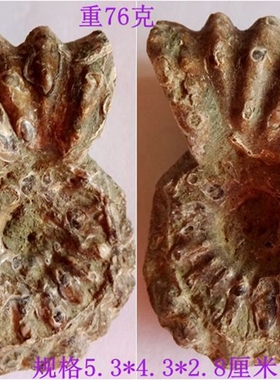 天然海洋生物羊角螺化石原石标本