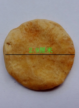 天然保真货币虫化石原石标本
