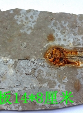 辽西天然古生物奇石燕子鹦鹉螺