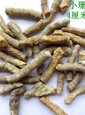 天然保真珊瑚虫化石原石标本