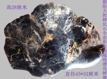 Liao Xi Natural Wonder Stone Ornamental Stone Fossil Tree Fossilized Jade Tree Fossil Full Leather Boutique Tree Pier 11517