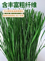 Min County 2023 Dry grass Rabbit Rabbit Pet Feed Temosigrass Cat Tailgrass Hay Hay New Grass 500 gr Catty