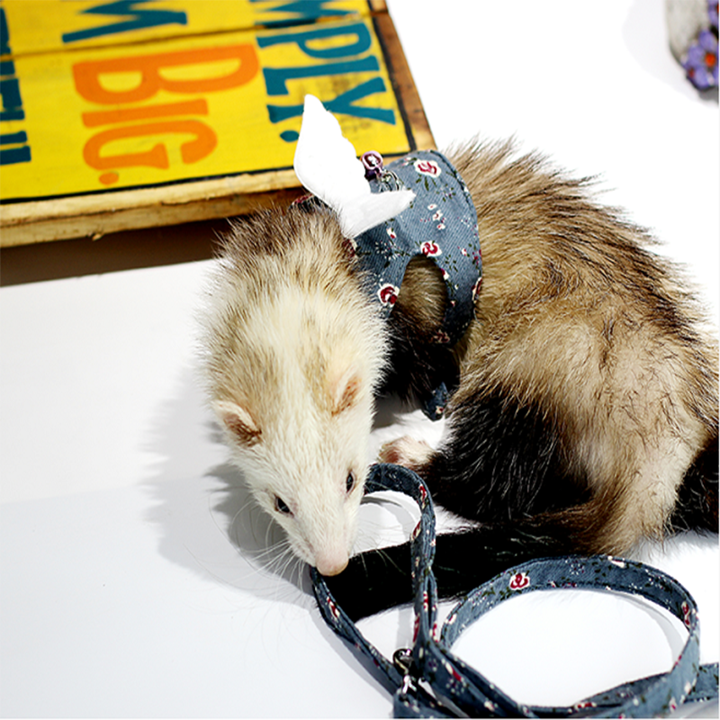 满68包邮新到时尚天使牵引绳可调节外出链背心宠物雪貂玛雪儿胸背,淘宝优惠券,粉丝福利购,淘宝优惠卷