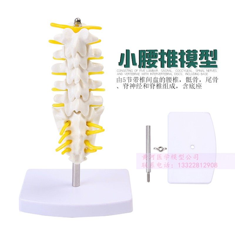 自然大人体五节腰椎模型 腰椎间盘 骨骼骨盆模型教学32CM高 包邮 - 图1