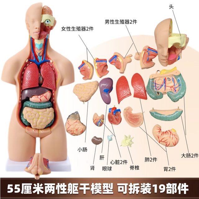 Human torso anatomy model Zhenghe Factory direct delivery