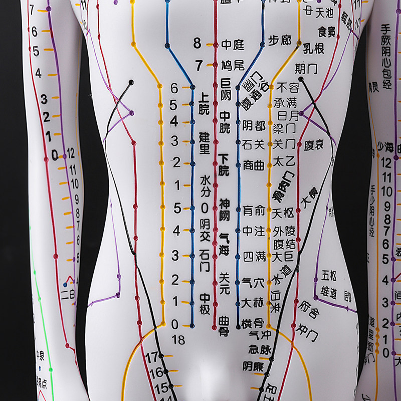 政河人体经络穴位模型人针灸穴位十二经络图扎针小皮人教学铜人