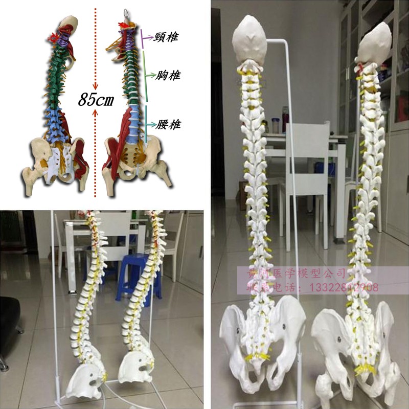 人体脊柱模型1:1成人正骨练习脊椎模型颈椎腰椎人体骨骼模型骨架-图2