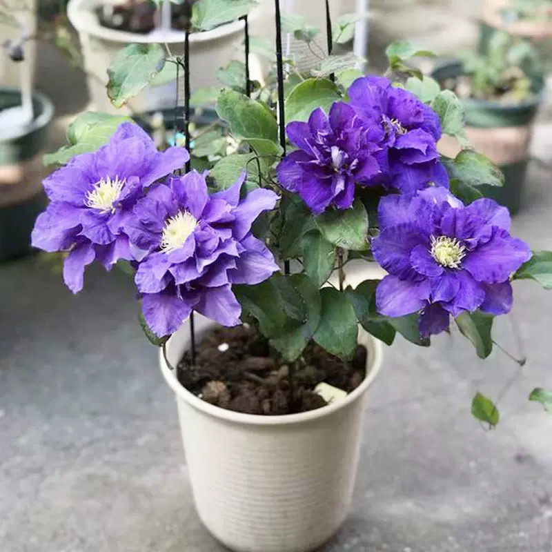 铁线莲爬藤植物庭院耐寒绿植盆栽小苗乌托邦倒影阳台四季攀援花卉,淘宝优惠券,粉丝福利购,淘宝优惠卷