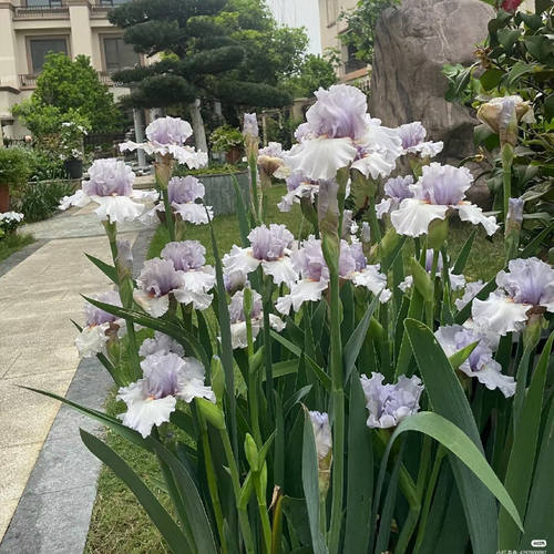 德国鸢尾种球鸢尾花苗多年生阳台盆栽庭院室外绿植耐热耐寒花植物 - 图1