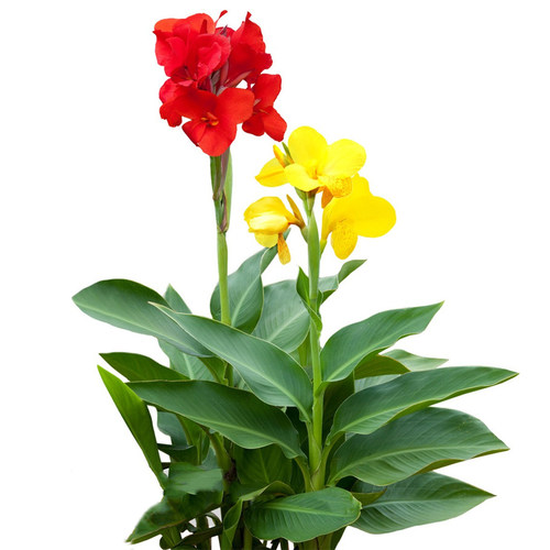 带芽美人蕉种根四季多年生花苗盆栽植物室外庭院易活种球宿根花卉 - 图3