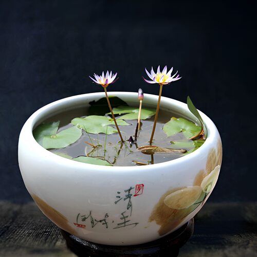 迷你小睡莲带芽根块家庭盆栽水培水生植物四季花卉碗莲根块茎种根 - 图0