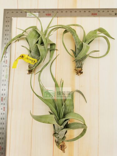 展示 空气凤梨 Tillandsia Flexuosa Grand Cayman 大开曼旋风 - 图0